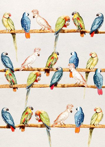 Perroquets