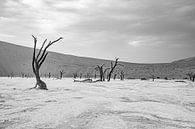Deadvlei in the Namib Desert, Sossusvlei, Namibia by Patrick Groß thumbnail