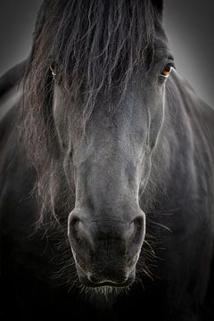 Portret van een zwart paard van SonjaFoersterPhotography