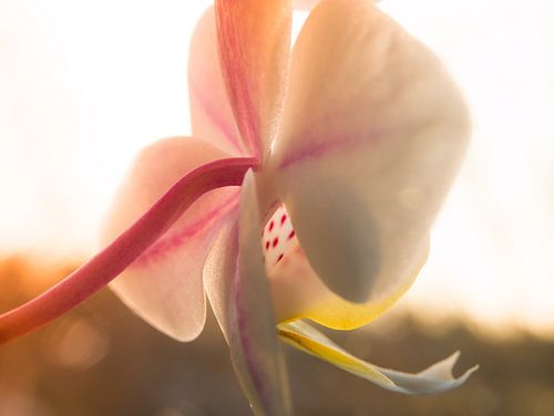 Orchidée / fleur / feuille / nature / lumière / rose / jaune / blanc / chaud / macro gros plan