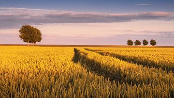 Bäume zwischen dem Getreide im Polder Johannes Kerkhoven in Groningen von Marga Vroom