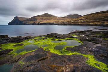 green algae by Denis Feiner