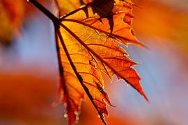 Blatt in der Abendsonne von Marieke Funke