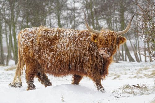 Schotse hooglander in de sneeuw