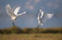Vechtende kleine zilverreigers