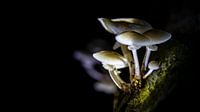 Die Pilzsporen warten auf eine neue Brise von Hans de Waay Miniaturansicht