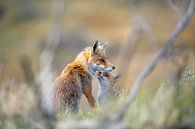 Red fox with cub by Inge Jansen thumbnail