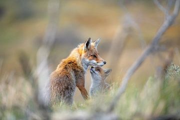 Red fox with cub