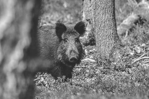 Wild varken in B&W