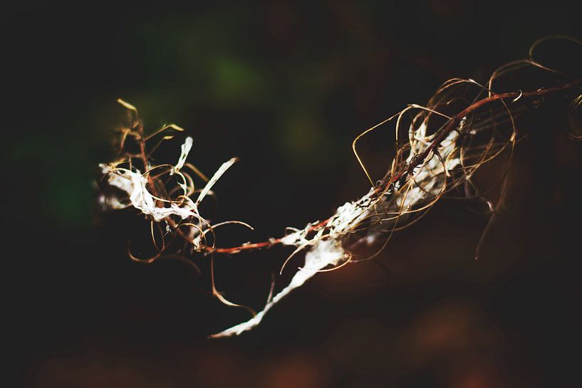 Style my Home series par Liberty Ragazza Biesma par Liberty Biesma