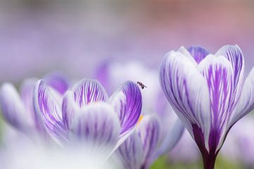 Crocus by Francis Dost