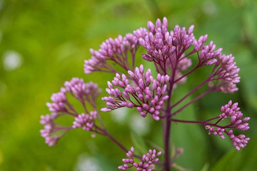 Purple Flower in Evening Light