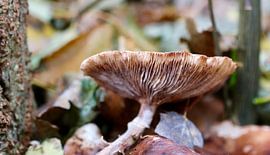 Herbstpilz von Wendy Hilberath