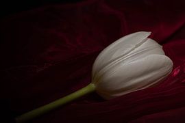 white tulip on pink background by Aan Kant