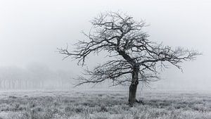 Cold tree sur Arjen Dijk
