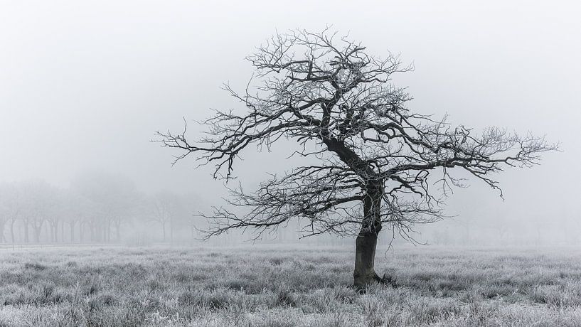Cold tree von Arjen Dijk
