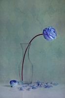 blaue Schönheit