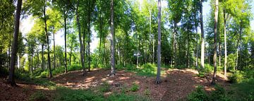 Beech forest panorama