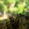 Champignon sur un tronc d'arbre sur OutDoor Photography