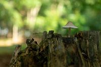 Champignon sur un tronc d'arbre
