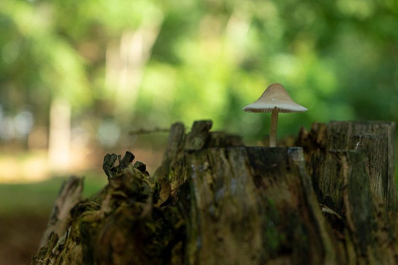Pilz auf einem Baumstamm von OutDoor Photography