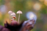Magic mushrooms