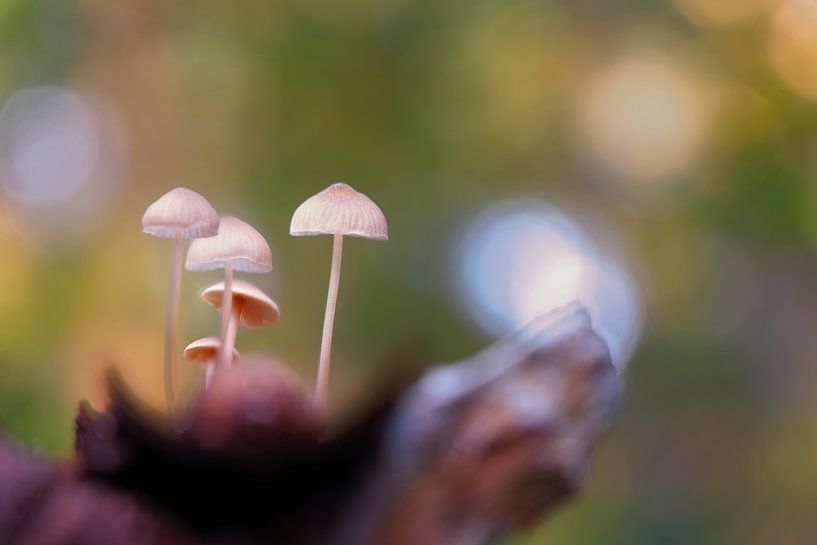 Magic mushrooms by Bea Budai