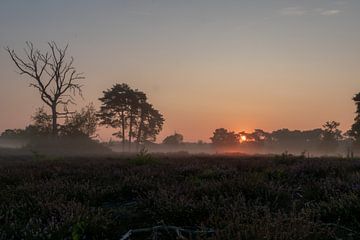 zonsopkomst op de vennen van Roy Schmidt