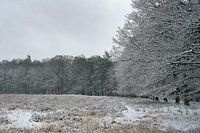 Neige sur la Veluwe