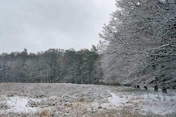 Sneeuw op de Veluwe