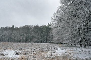 Sneeuw op de Veluwe van Hans Hebbink