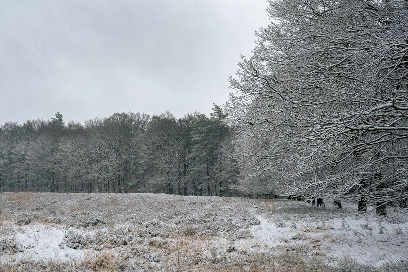 Snow on the Veluwe by Hans Hebbink