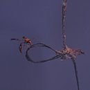 Red wasp van BL Photography thumbnail