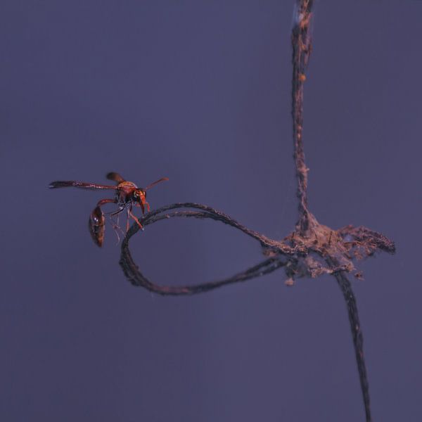 Red wasp van BL Photography