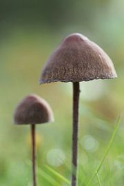 Toadstools in a grass field