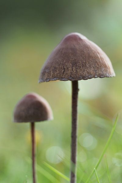 Paddenstoelen in een grasveld van Astrid Brouwers