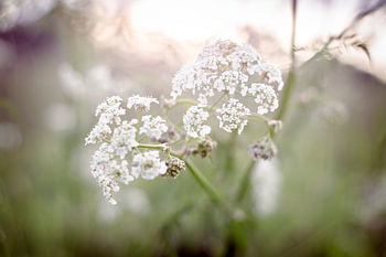 Witte Bloemen