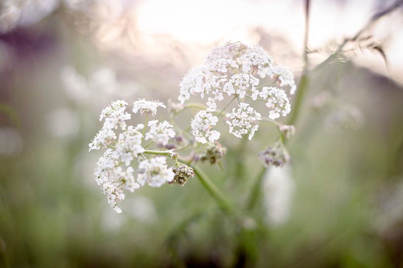 Witte Bloemen by Lonneke Prins