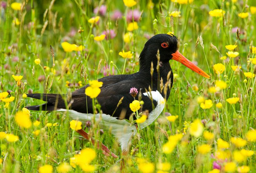 Eurasian Oystercatcher (Haematopus ostralegus) by Beschermingswerk voor aan uw muur
