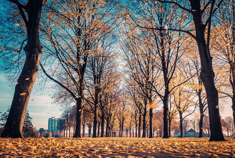 Falling leaves by Andrea Pijl - Pictures