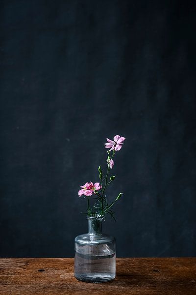 Fotodruck von rosa Blume in Glasvase auf einem dunkelblauen Hintergrund von Jenneke Boeijink