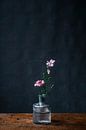Fotodruck von rosa Blume in Glasvase auf einem dunkelblauen Hintergrund von Jenneke Boeijink Miniaturansicht