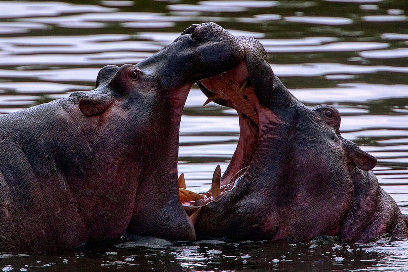 Nilpferkampf von Peter Michel