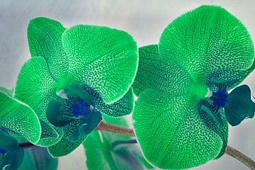Groene gevlekte orchidee van Rietje Bulthuis