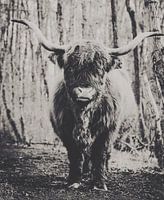 Scottie