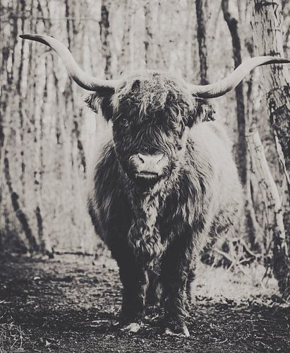 Scottie schotse hooglander