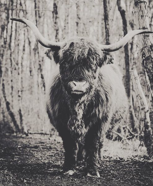 Scottie von wendy van mourik