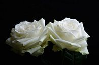 twee witte rozen von Arjen Schippers Miniaturansicht