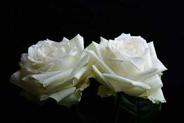 twee witte rozen