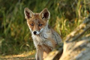 Jungfuchs